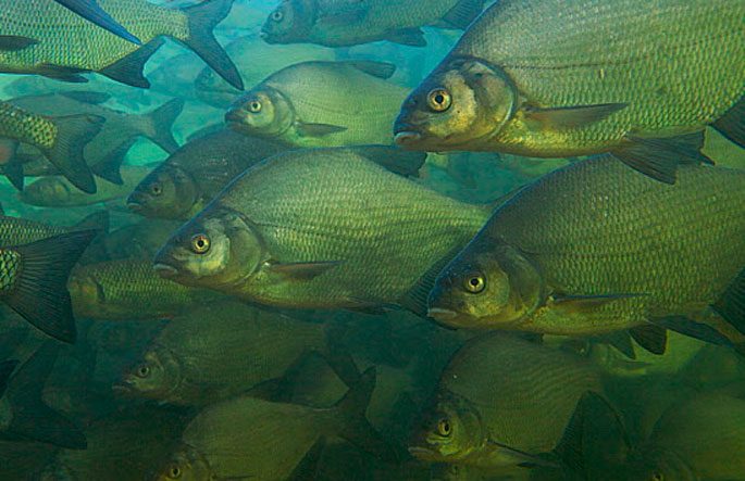 Bream: description of fish, habitat, spawning, best biting period