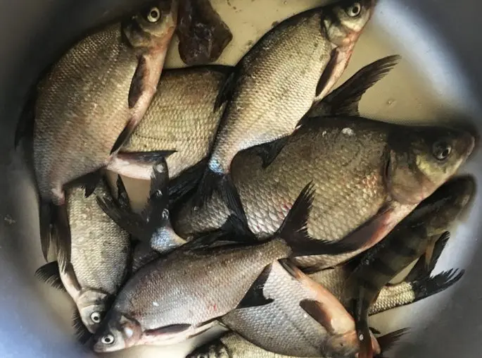 Bream: description of fish, habitat, spawning, best biting period