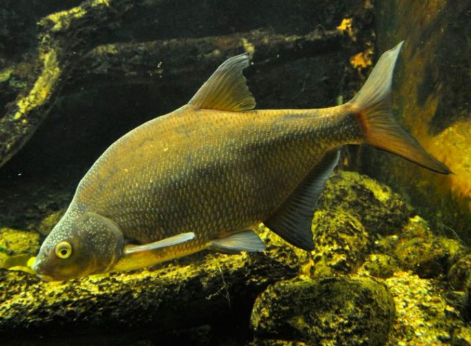 Bream: description of fish, habitat, spawning, best biting period