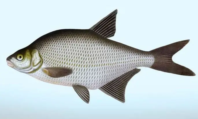 Bream: description of fish, habitat, spawning, best biting period