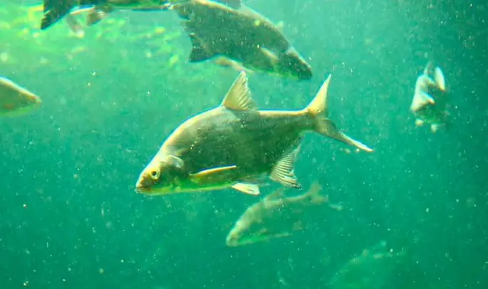 Bream: description of fish, habitat, spawning, best biting period