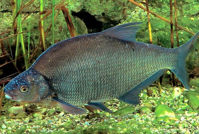 Bream: description of fish, habitat, spawning, best biting period