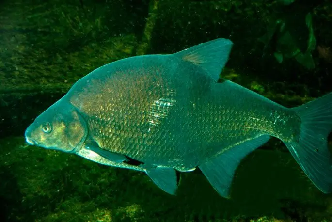 Bream: description of fish, habitat, spawning, best biting period