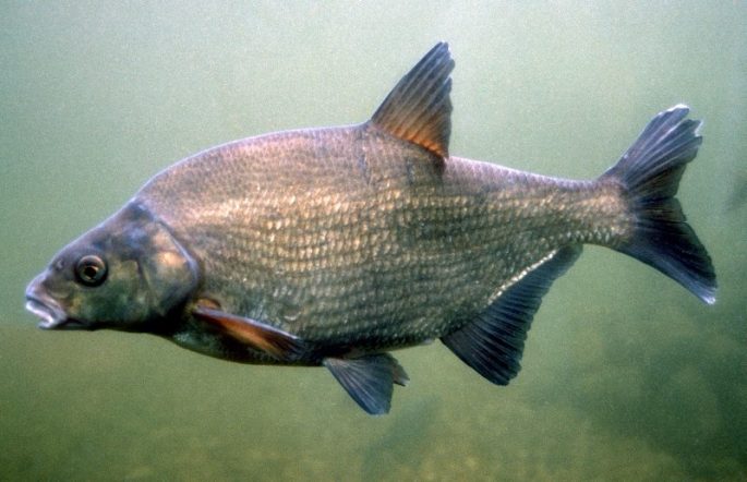 Bream: description of fish, habitat, spawning, best biting period