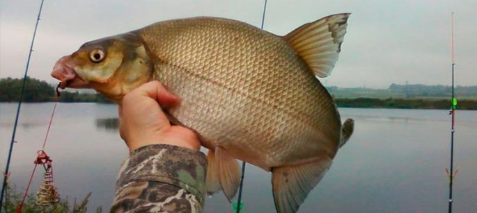 Bream: description of fish, habitat, spawning, best biting period