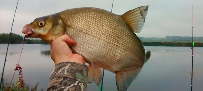 Bream: description of fish, habitat, spawning, best biting period