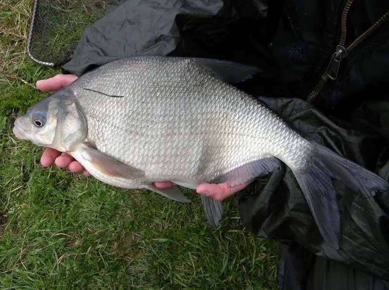 Bream fishing in October