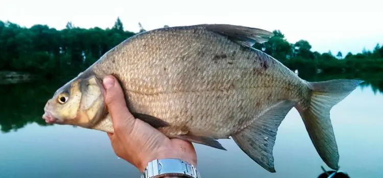 Bream fishing: tackle, time, where to catch and bait