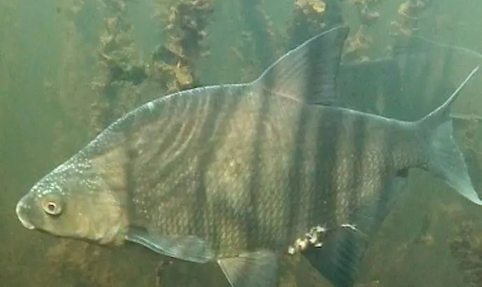 Bream spawning: when the bream spawns, the water temperature