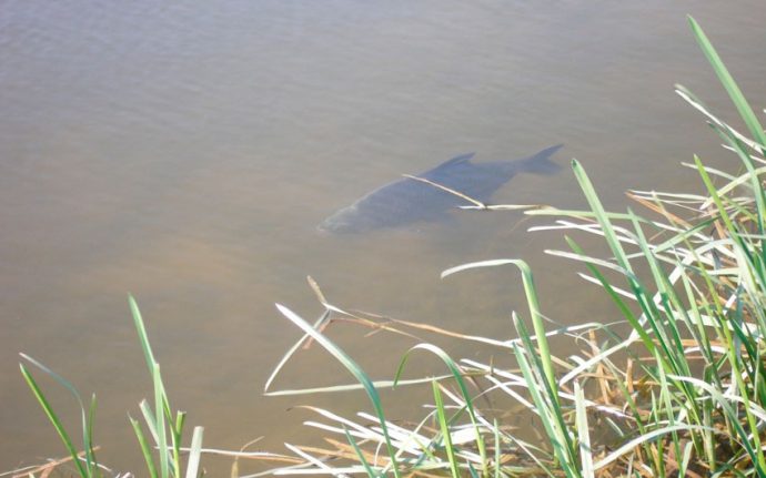 Bream spawning: when the bream spawns, the water temperature