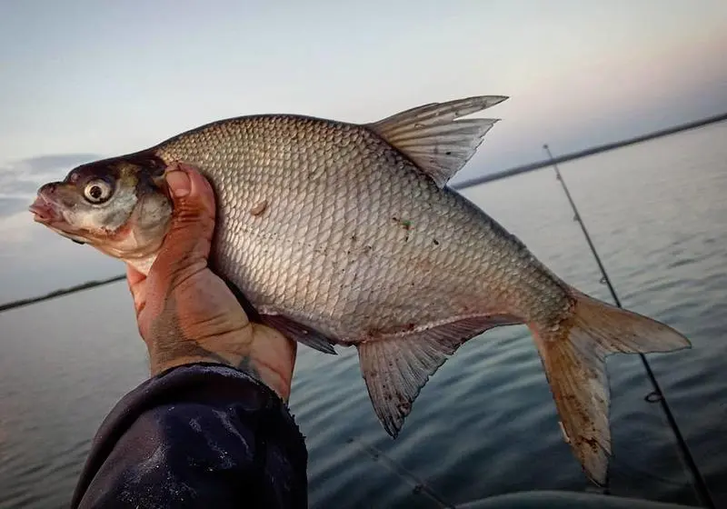 Bream variety