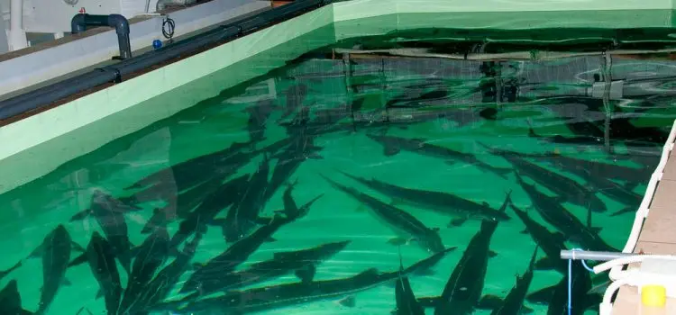 Breeding sturgeon mini farm (business plan) at home