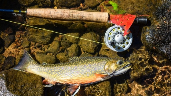 Pesca alla trota di fiume: wobblers e girini per una canna da mosca nella pesca alla trota