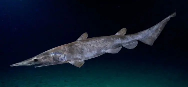 Brownie shark (goblin shark): a description of where it lives, what it eats