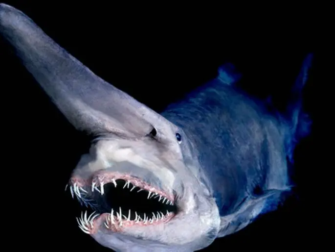 Brownie shark (goblin shark): a description of where it lives, what it eats