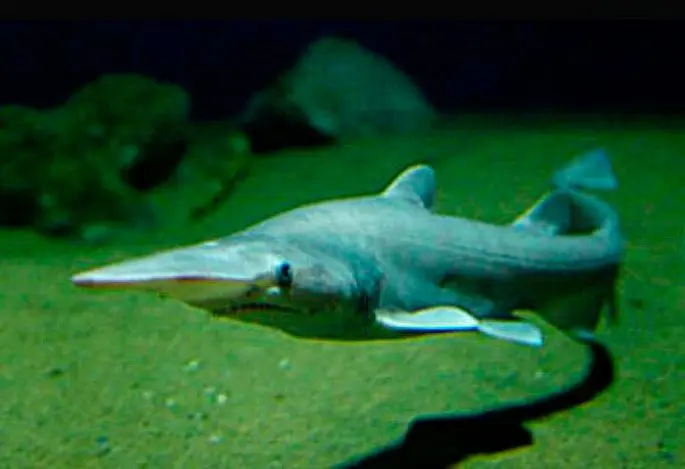 Brownie shark (goblin shark): a description of where it lives, what it eats