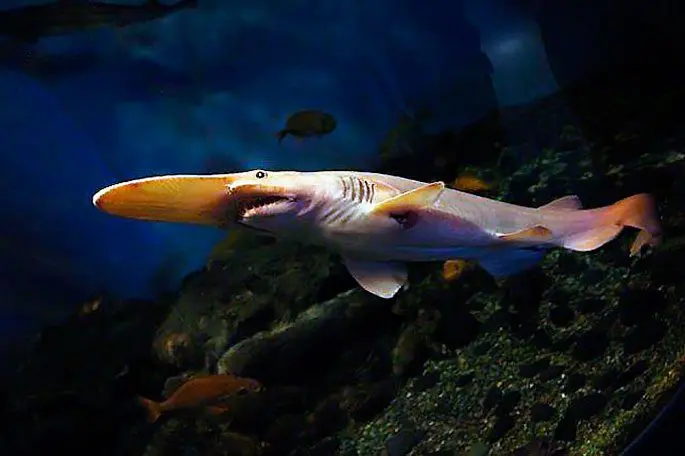 Brownie shark (goblin shark): a description of where it lives, what it eats