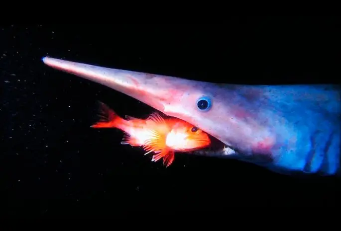 Brownie shark (goblin shark): a description of where it lives, what it eats