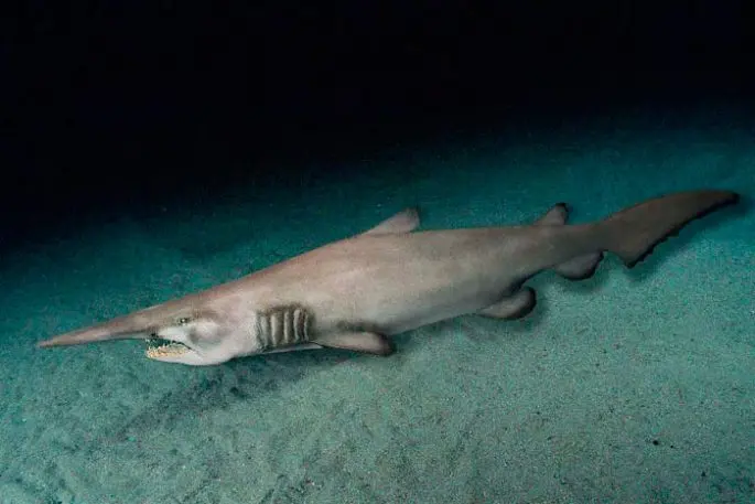 Brownie shark (goblin shark): a description of where it lives, what it eats