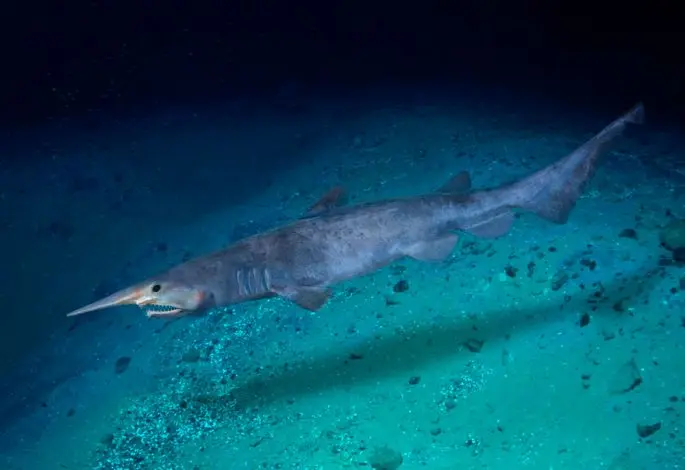 Brownie shark (goblin shark): a description of where it lives, what it eats