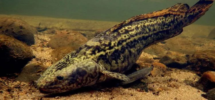 Burbot: description of fish, habitat, what it eats, spawning