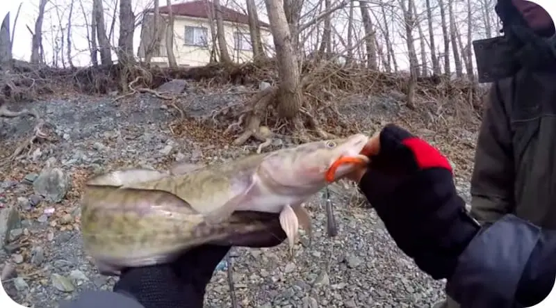 Burbot fish - a general description of fish in its natural habitat