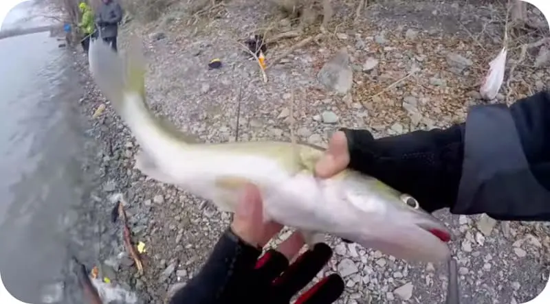 Burbot fish - a general description of fish in its natural habitat