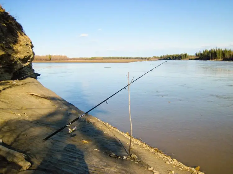 Burbot fishing: how, where and what to catch burbot