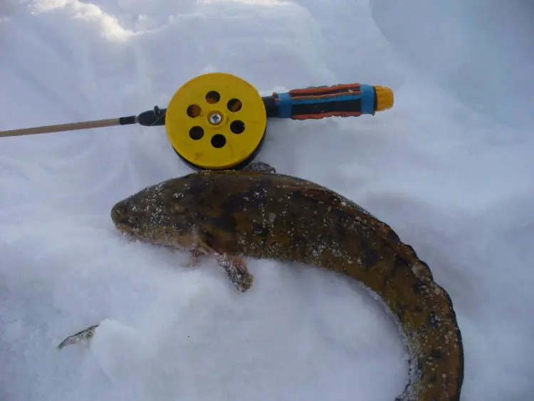 Burbot fishing: how, where and what to catch burbot