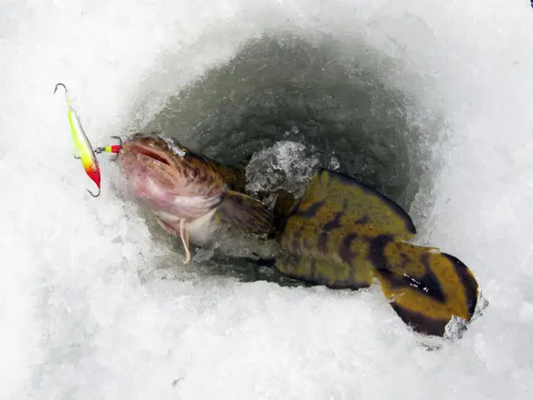 Burbot fishing: how, where and what to catch burbot