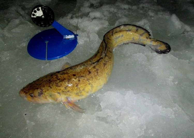 Burbot fishing: how, where and what to catch burbot