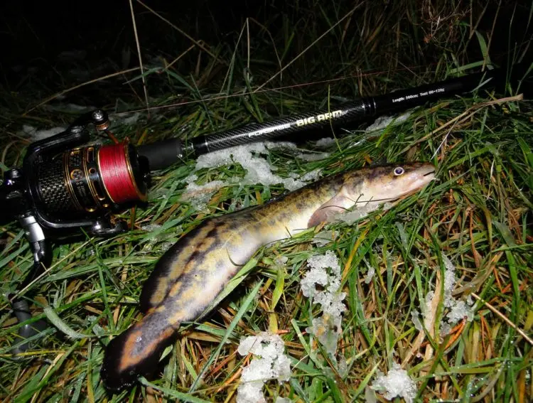 Burbot fishing: how, where and what to catch burbot