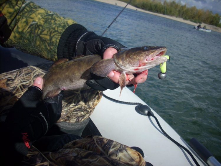 Burbot fishing: how, where and what to catch burbot