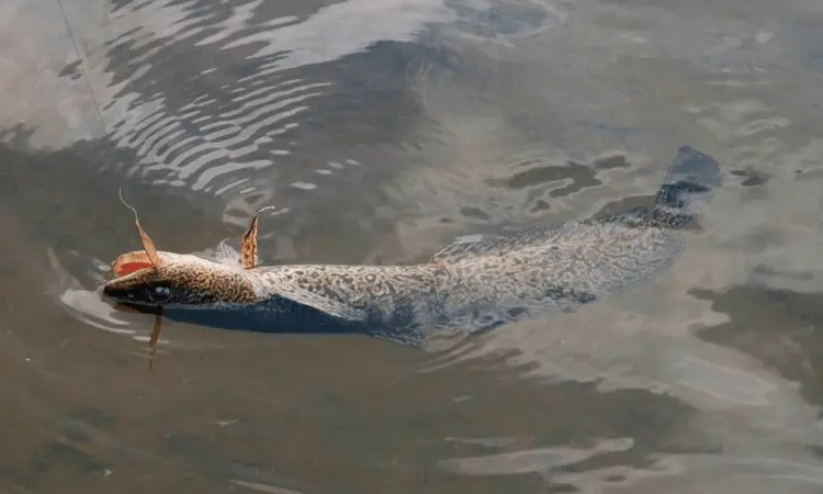 Burbot fishing: how, where and what to catch burbot