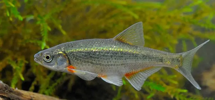 Bystryanka: a description of the fish with a photo where it lives, species