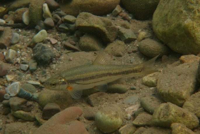 Bystryanka: a description of the fish with a photo where it lives, species