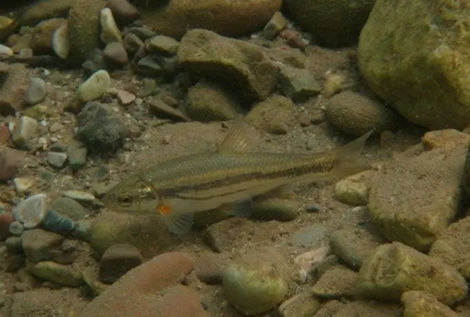 Bystryanka: a description of the fish with a photo where it lives, species