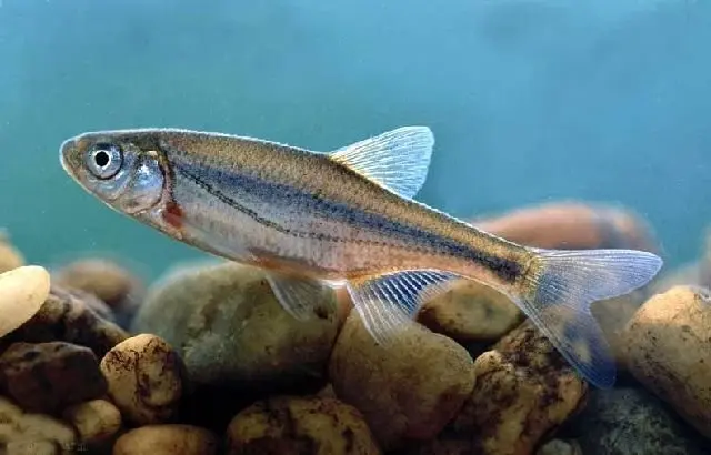 Bystryanka: a description of the fish with a photo where it lives, species