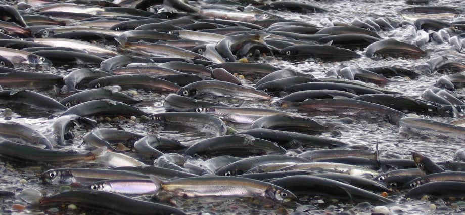 Ψάρεμα Capelin: θέλγητρα, βιότοπος και μέθοδοι αλίευσης ψαριών