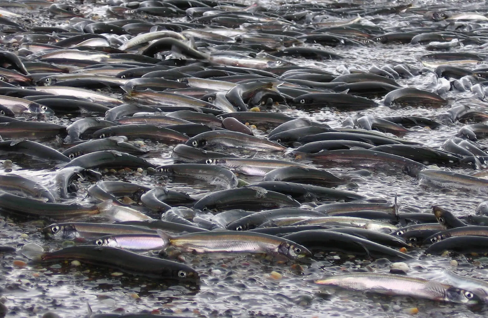 Capelin fishing: lures, habitat and methods of catching fish