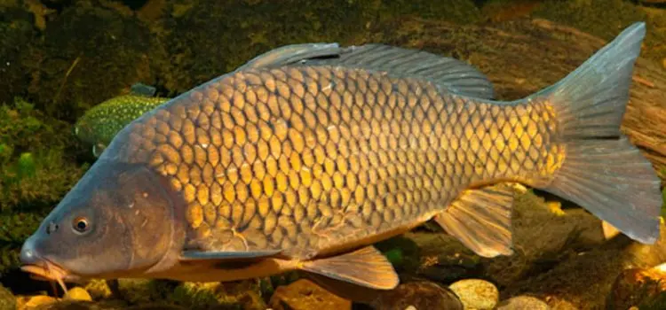 Carp: description of fish, habitat, types of carp, what it eats