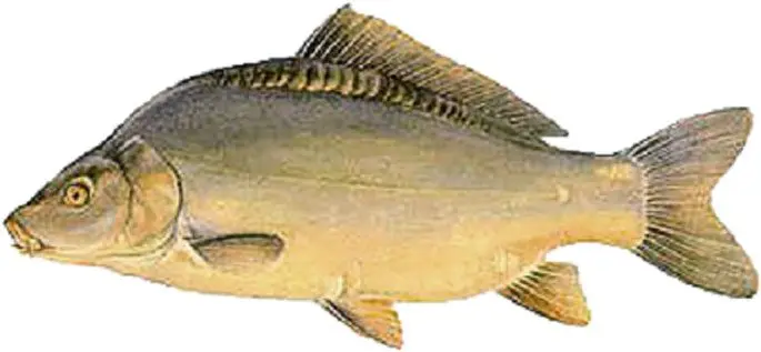 Carp: description of fish, habitat, types of carp, what it eats