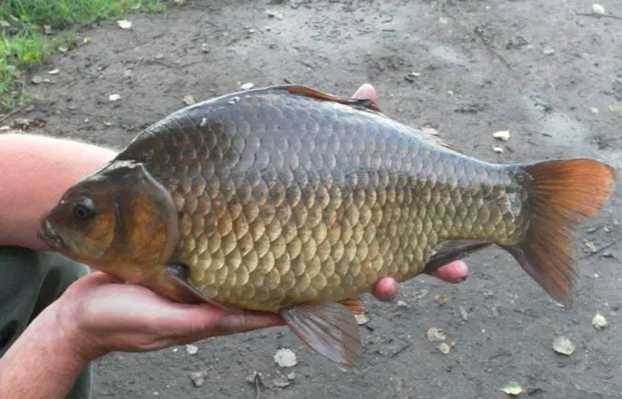 Carp: description of fish, habitat, types of carp, what it eats