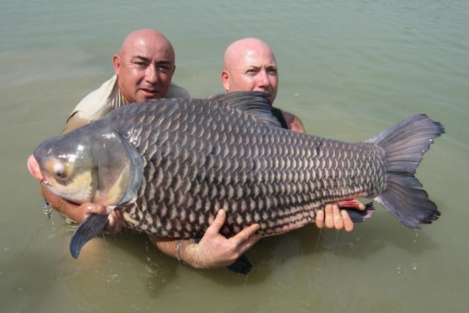 Carp: description of fish, habitat, types of carp, what it eats