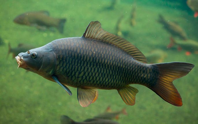 Carp: description of fish, habitat, types of carp, what it eats