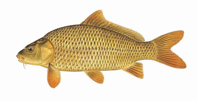 Carp: description of fish, habitat, types of carp, what it eats