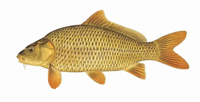 Carp: description of fish, habitat, types of carp, what it eats