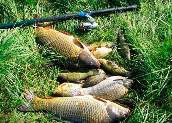 Carp: description of fish, habitat, types of carp, what it eats