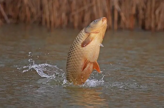 Carp: description of fish, habitat, types of carp, what it eats