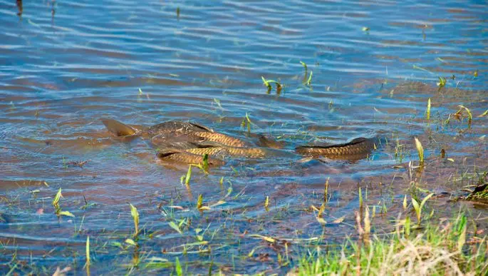 Carp: description of fish, habitat, types of carp, what it eats